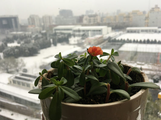 Calendriers de l’Avent pour les passionnés de jardinage : Une façon verte d’attendre Noël