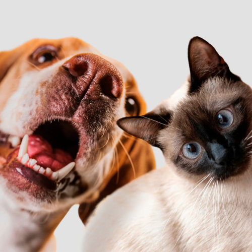 Calendrier de l'Avent Animaux