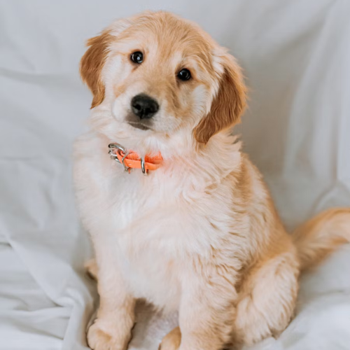 Calendrier de l'Avent Chien