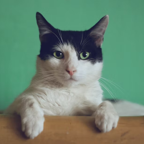 Calendrier de l'Avent Chat