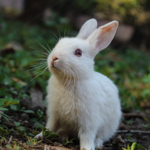 Calendrier de l'Avent Lapin