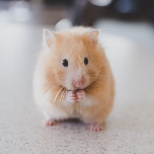 Calendrier de l'Avent Autres Animaux